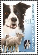 Black and White Border Collie