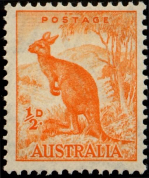 Red Kangaroo (Osphranter rufus), retouch