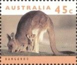 Red Kangaroo (Osphranter rufus)