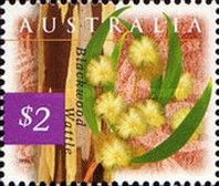 Blackwood Wattle (Acacia melanoxylon) - (1st Reprint - 1 Ko…