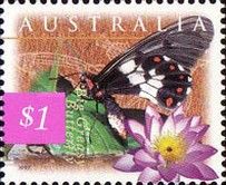 Big Greasy (Cressida cressida) - (4th Reprint - 4 Koalas)
