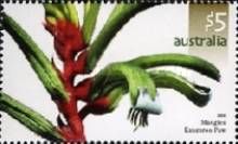 Mangles Kangaroo Paw (Anigozanthos manglesii) - (4th Reprin…