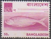 Hilsa / Ilish Fish (Tenualosa ilisha)