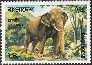 Asian Elephant (Elephas maximus)