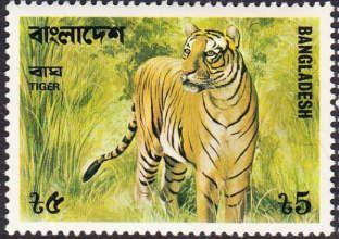 Bengal Tiger (Panthera tigris tigris)