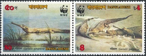 Gharial (Gavialis gangeticus)