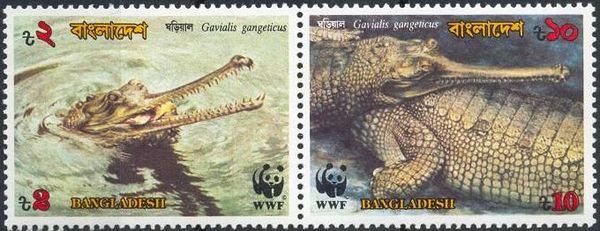 Gharial (Gavialis gangeticus)