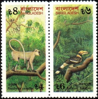 Northern Plains Grey Langur (Presbytis entellus)
