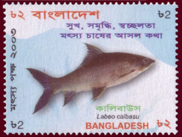Orangefin Labeo (Labeo calbasu)