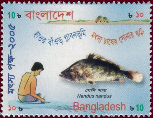 Gangetic Leaffish (Nandus nandus)