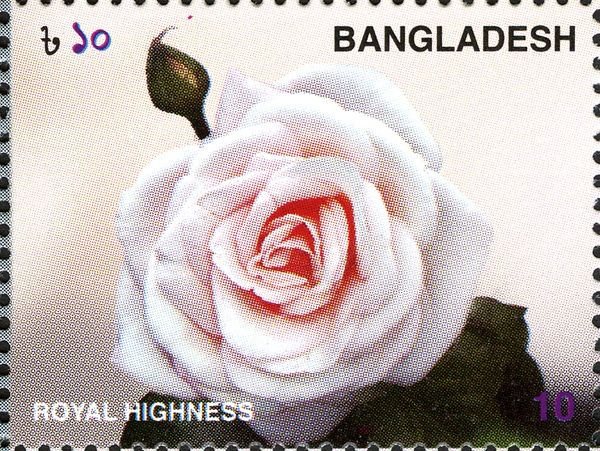 Roses - Royal Highness