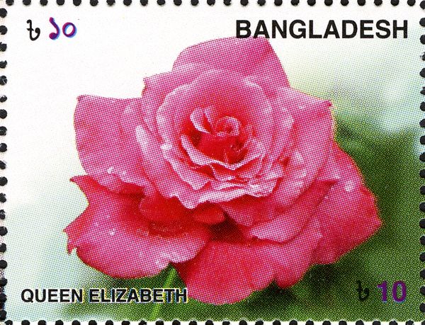 Roses - Queen Elizabeth