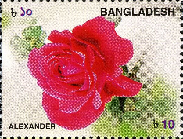Roses - Alexander