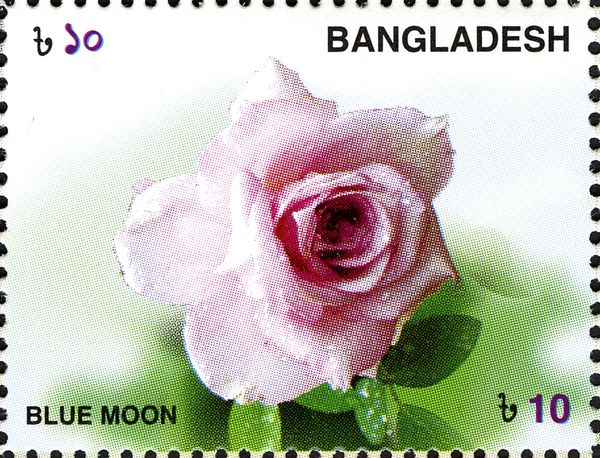 Roses - Blue Moon