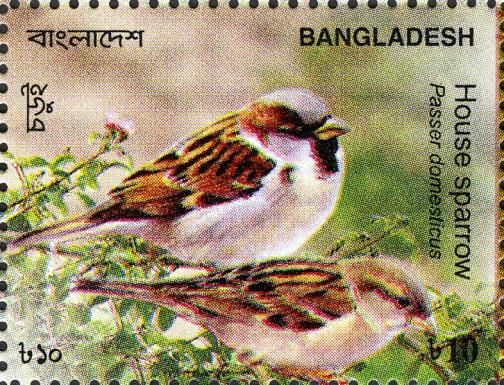 House Sparrow (Passer domesticus)