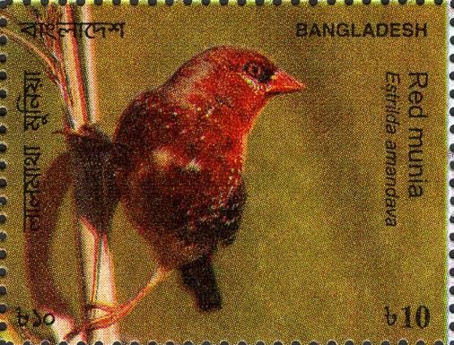 Red Avadavat (Amandava amandava)