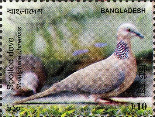 Spotted Dove (Streptopelia chinensis) 