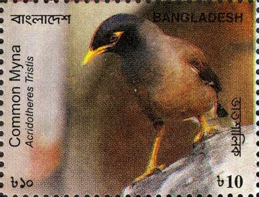 Common Myna (Acridotheres tristis)
