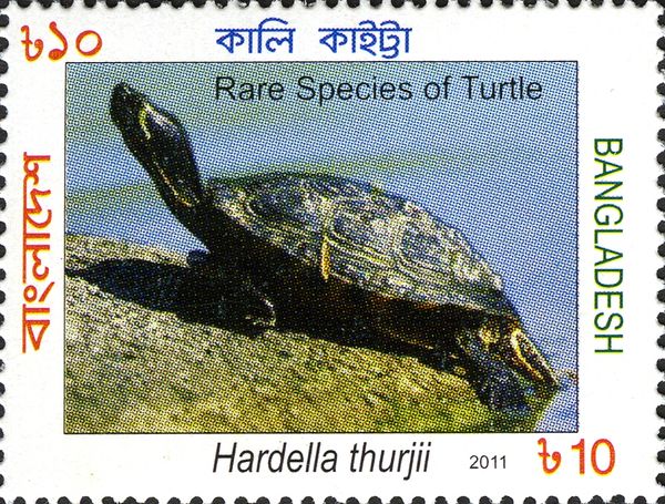 Brahminy River Turtle (Hardella thurjii)