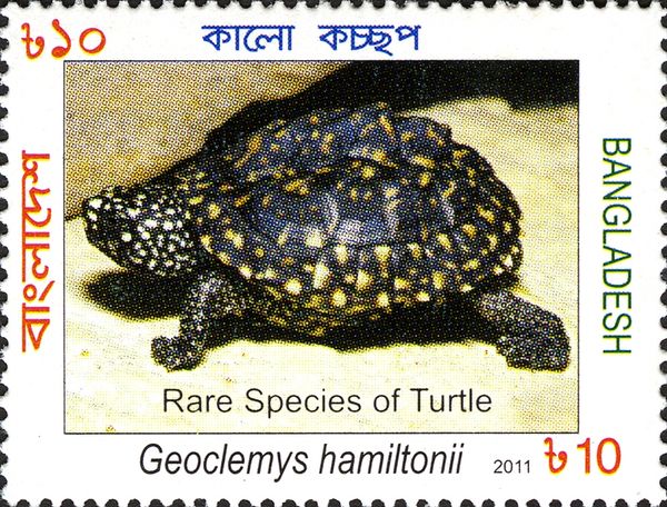 Black Pond Turtle (Geoclemys hamiltonii)