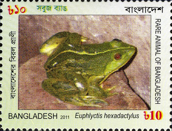 Indian Green Frog (Euphlyctis hexadactylus)