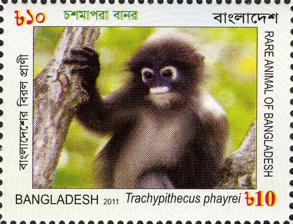 Phayre's Langur (Trachypithecus phayrei)