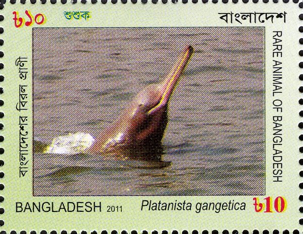 Ganges River Dolphin (Platanista gangetica)