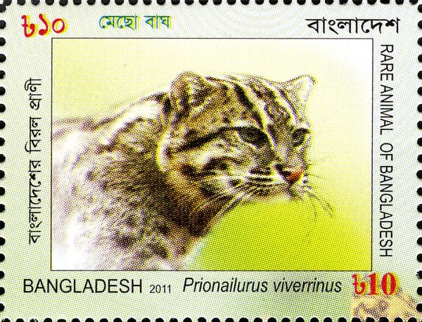 Fishing Cat (Prionailurus viverrinus)