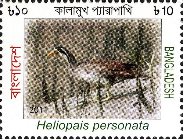 Masked Finfoot (Heliopais personata)