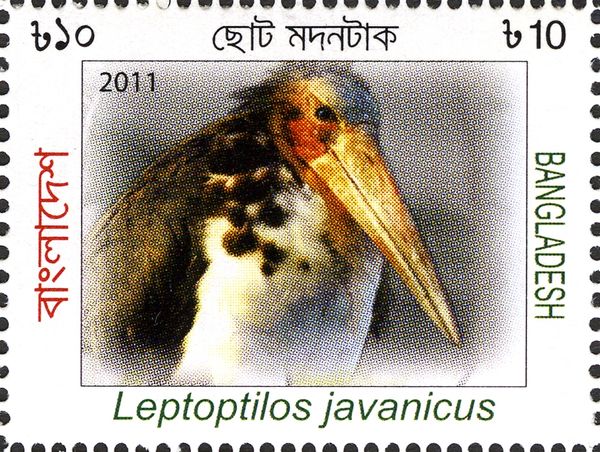 Lesser Adjutant (Leptoptilos javanicus)