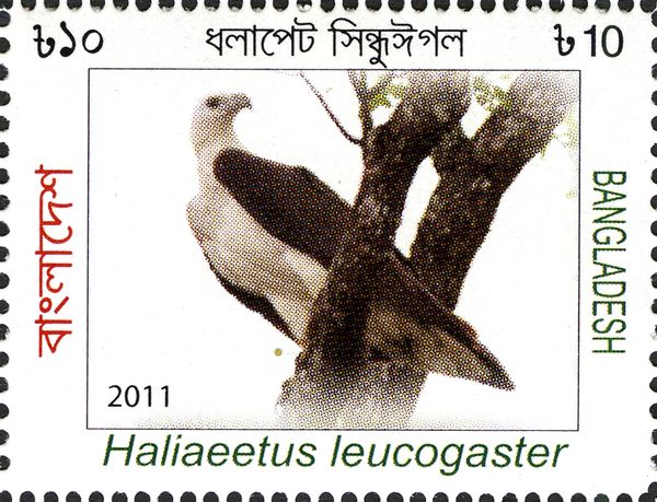 White-bellied Sea Eagle (Haliaeetus leucogaster)