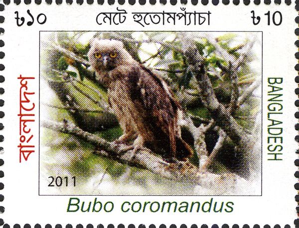 Dusky Eagle-owl (Bubo coromandus)