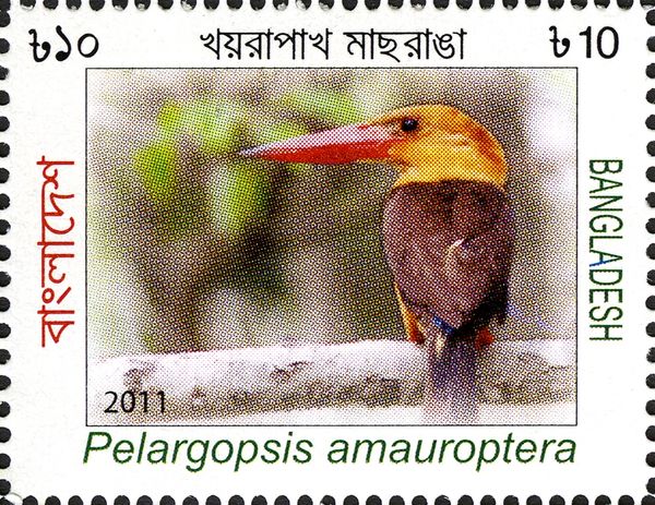 Brown-winged Kingfisher (Pelargopsis amaroptera)