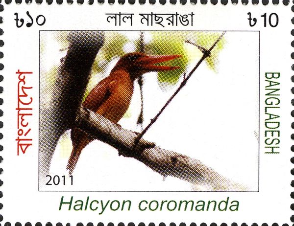 Ruddy Kingfisher (Halcyon coromanda)