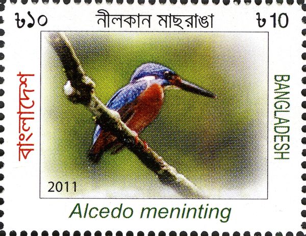 Blue-eared Kingfisher (Alcedo meninting)