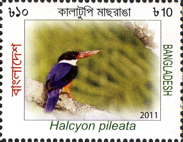 Black-capped Kingfisher (Halcyon pileata)