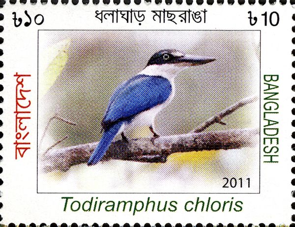Collared Kingfisher (Todiramphus chloris)