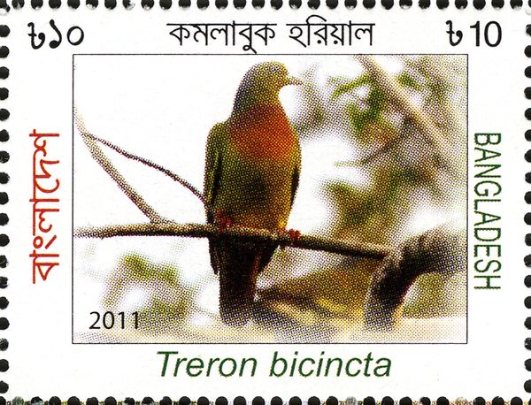 Orange-breasted Green Pigeon (Treron bicincta)