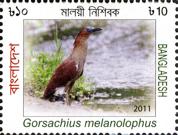 Malayan Night Heron (Gorsachius melanolophus)