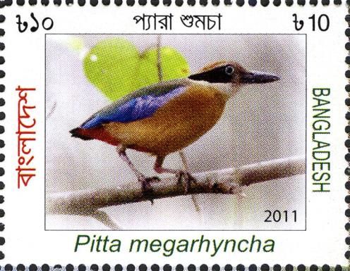 Mangrove Pitta (Pitta megarhyncha)