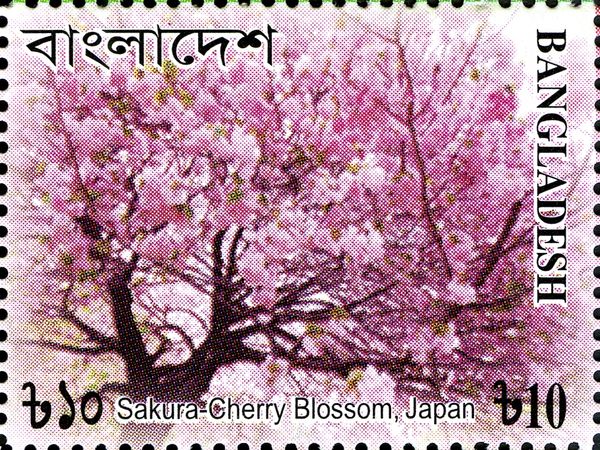 Cherry blossoms