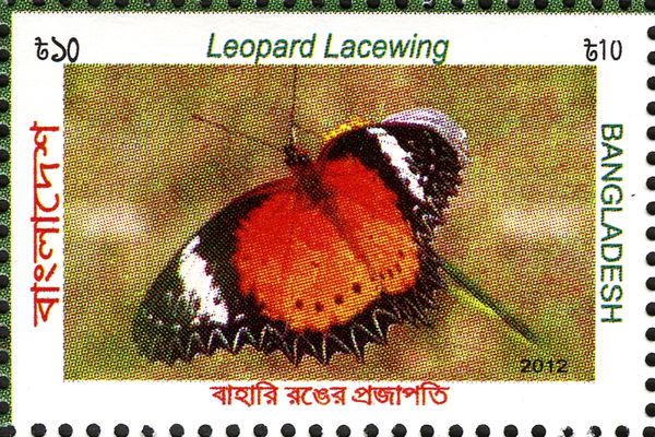 Leopard Lacewing (Cethosia cyane)