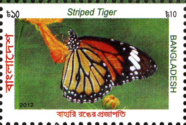 Striped Tiger (Danaus genutia)