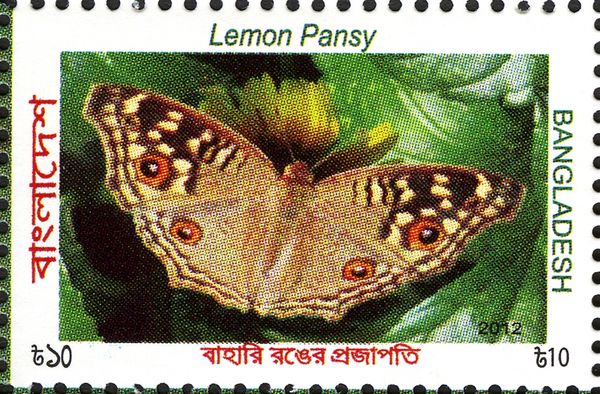 Lemon Pansy (Junonia lemonias) 