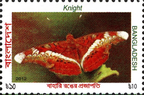Knight (Lebadea martha)