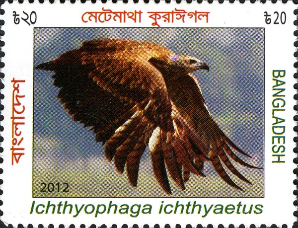 Grey-headed Fish Eagle (Ichthyophaga ichthyaetus)