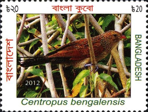 Lesser Coucal (Centropus bengalensis)