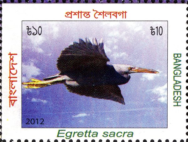 Pacific Reef Heron (Egretta sacra)