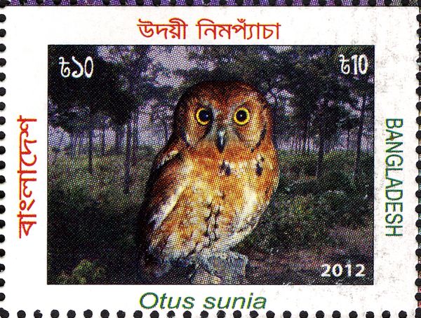 Oriental Scops Owl (Otus sunia)