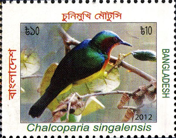 Ruby-cheeked Sunbird (Chalcoparia singalensis)